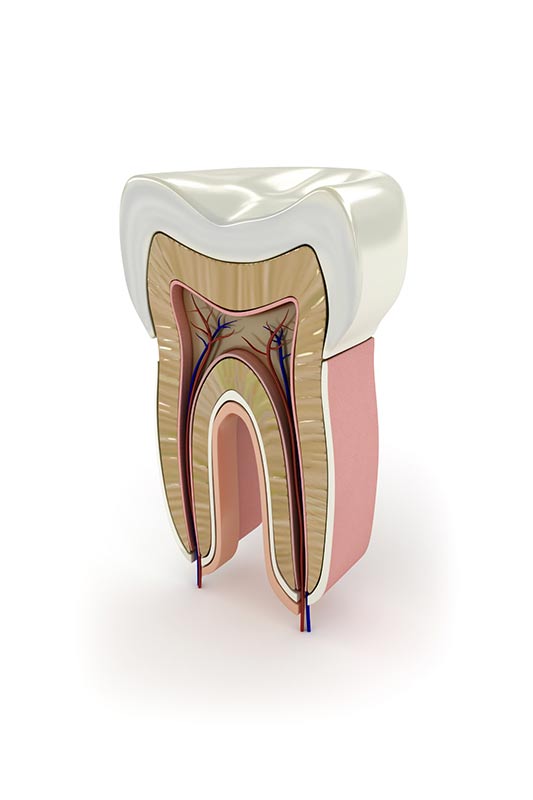 Extracción de raíz, Endodoncia, Fabregues
