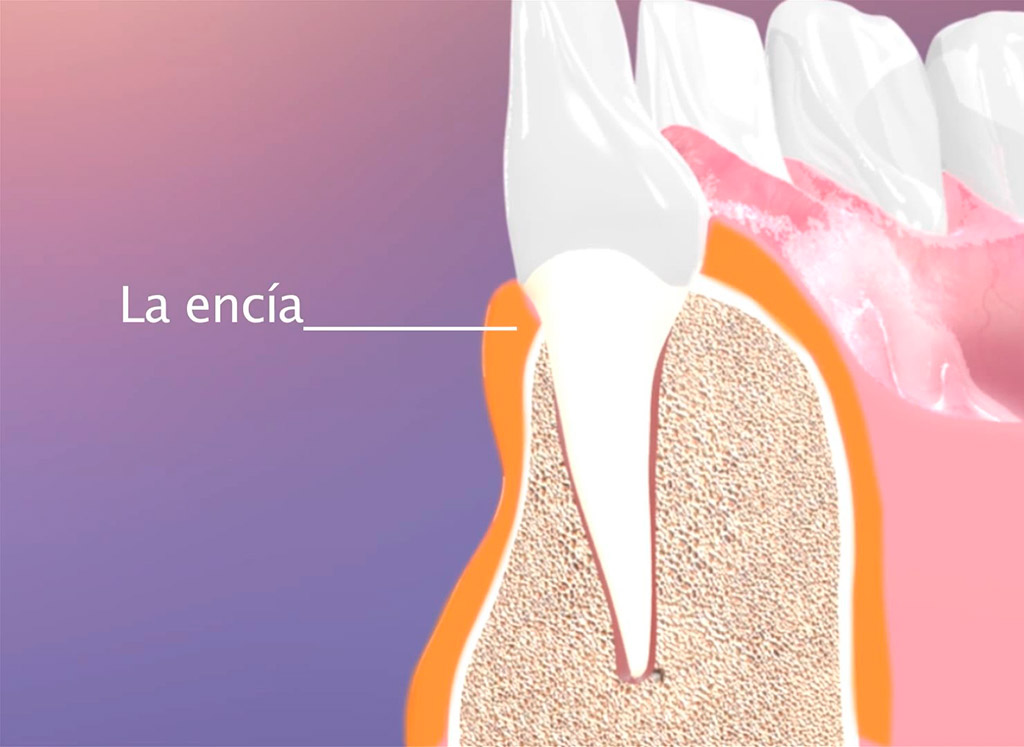 infografía de partes de la boca